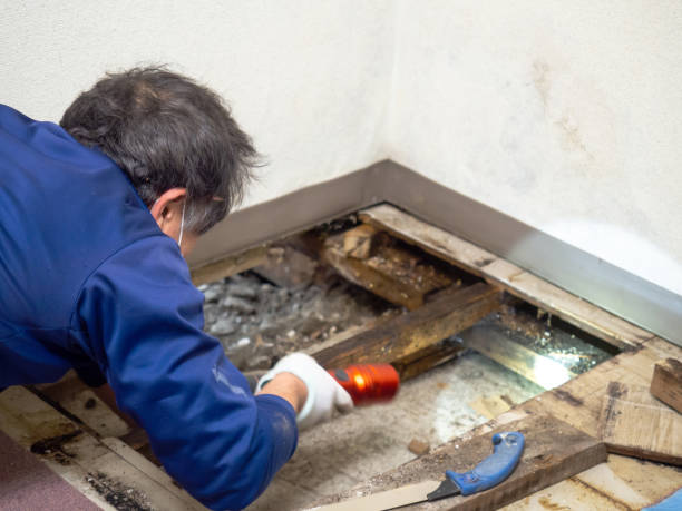 Office Mold Removal Services in Minot, ND