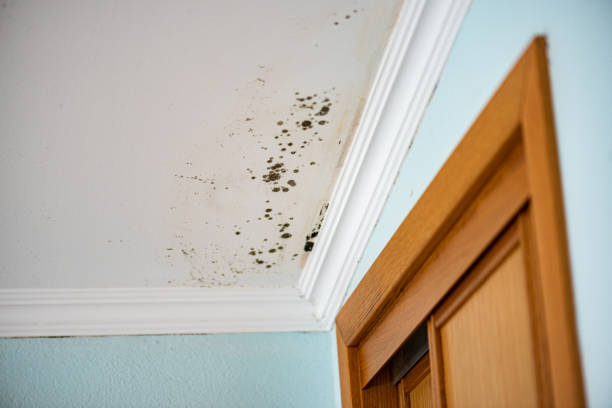Best Home Mold Removal  in Minot, ND