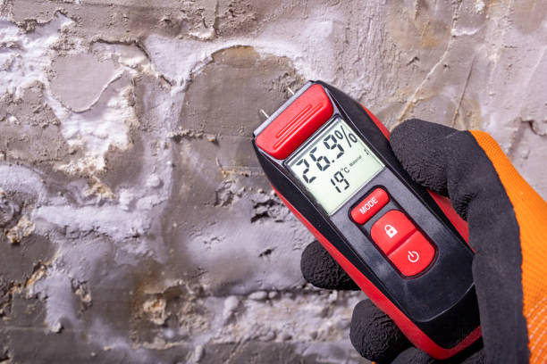 Trusted Minot, ND Mold Removal Experts
