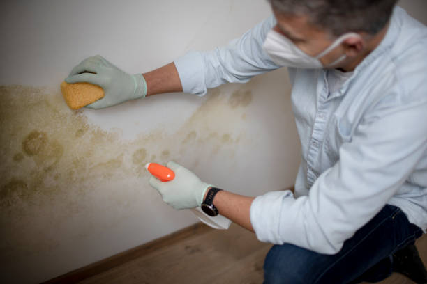 Best Best Mold Removal Companies  in Minot, ND