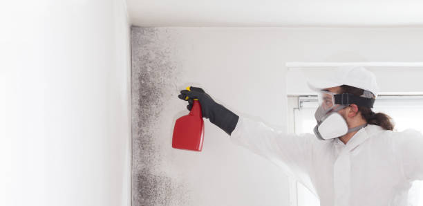 Best Crawl Space Mold Removal  in Minot, ND