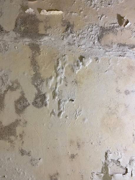 Best Mold Damage Repair  in Minot, ND