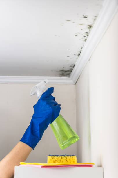 Best Mold Removal Specialists  in Minot, ND
